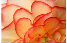 Macro view of Begonia Petals Girdwood Southcentral Alaska Summer