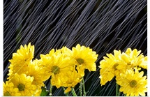 Raining On Yellow Daisies