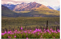 View of the Chugach Mountains with fireweed in the foreground along the Glenn Highway