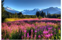 Wildflowers at Mendenhall