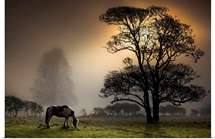 Grazing horse in partially wooded field.