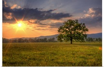 Sunset behind lone tree in field, Great Smoky Mountains National Park.