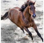Warmblood horse galloping.