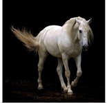 White Lusitano horse walking, swishing his tail.