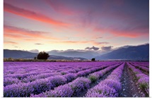 Wide lavender field at sunset.