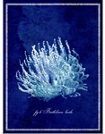 Marine Collection III - Coral