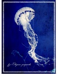 Marine Collection V