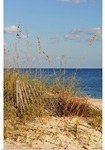 Sand Fence and Dune Grass