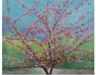 Eastern Redbud Tree