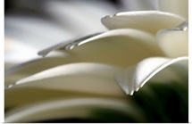 Silver Tipped Gerbera Petals