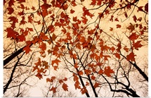 A skyward view of the bare branches and autumn leaves, Russell-Brasstown scenic highway, Chattahoochee National Forest, Georgia
