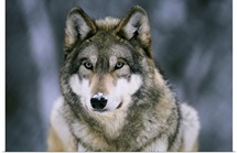 Gray wolf at the International Wolf Center, Ely, Minnesota