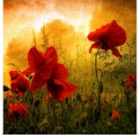 Red for Love