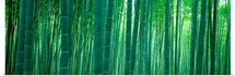 Bamboo Forest, Sagano, Kyoto, Japan