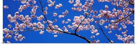 Cherry Blossoms Washington DC