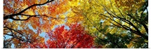 Fall Foliage