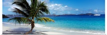 Palm tree on the beach, Salomon Beach, Virgin Islands National Park, St. John, US Virgin Islands