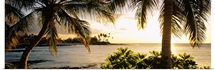 Palm trees on the coast, Kohala Coast, Big Island, Hawaii