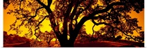 Silhouette of Coast Live Oak trees (Quercus agrifolia), California