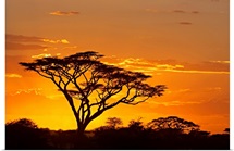 Silhouette of trees in a field, Ngorongoro Conservation Area, Arusha Region, Tanzania
