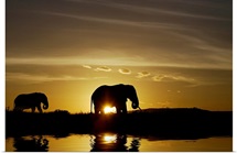 African Elephant Sunset