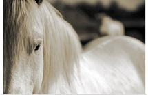 Camargue Horse, South of France