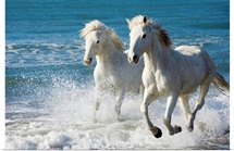 Camargue Horses running on the beach, South of France, France