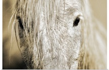 Close up of a Camargue horse, Arles, France