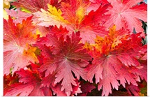 Closeup detail of autumn foliage Kodiak Island Southwest Alaska