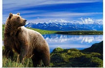 Grizzly stands in front of lake with Mt. Mckinley in the background, Alaska