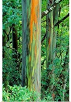Hawaii, Maui, Hana, Rainbow Eucalyptus Tree Trunk