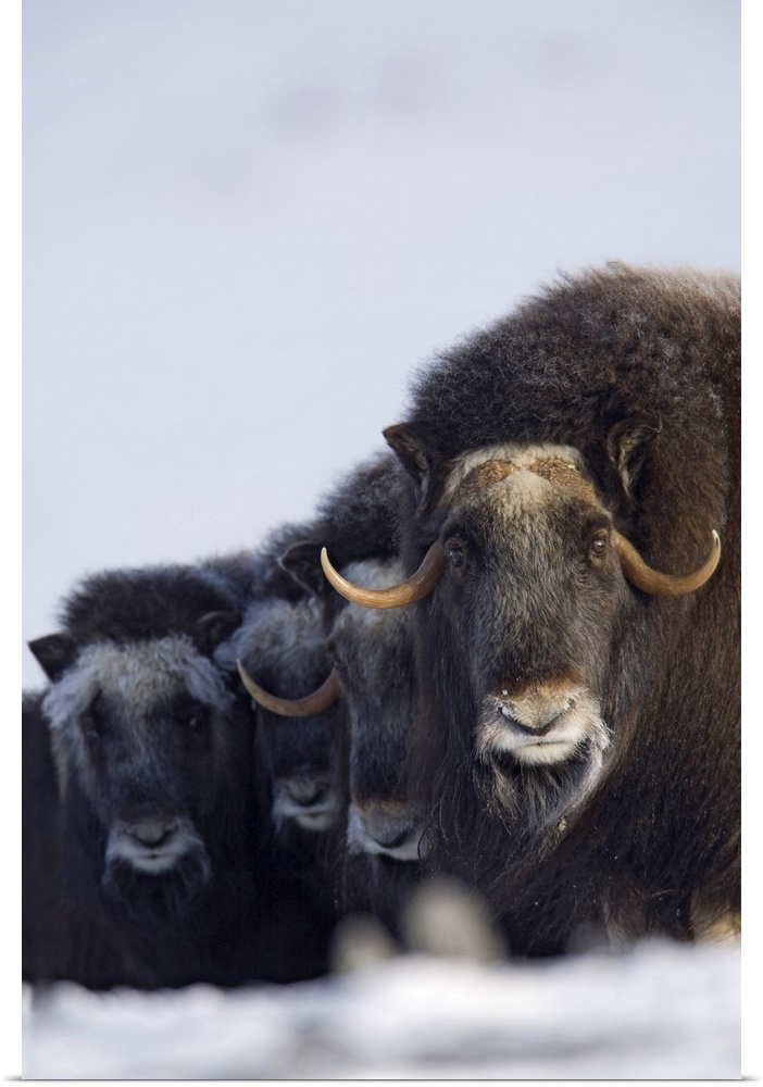 Cow Wall Art poster print wall art entitled musk ox cows calves in a defensive Cow Wall Art poster print wall art entitled musk ox cows calves in a defensive