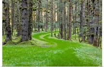 Overgrown old road through spruce forest covered in moss Kodiak Island Southwest Alaska