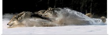 Pack of Grey Wolves Running Through Deep Snow