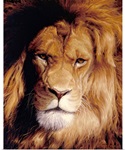 Botswana King