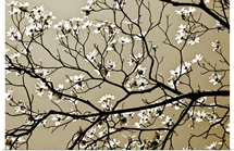 Dogwood I