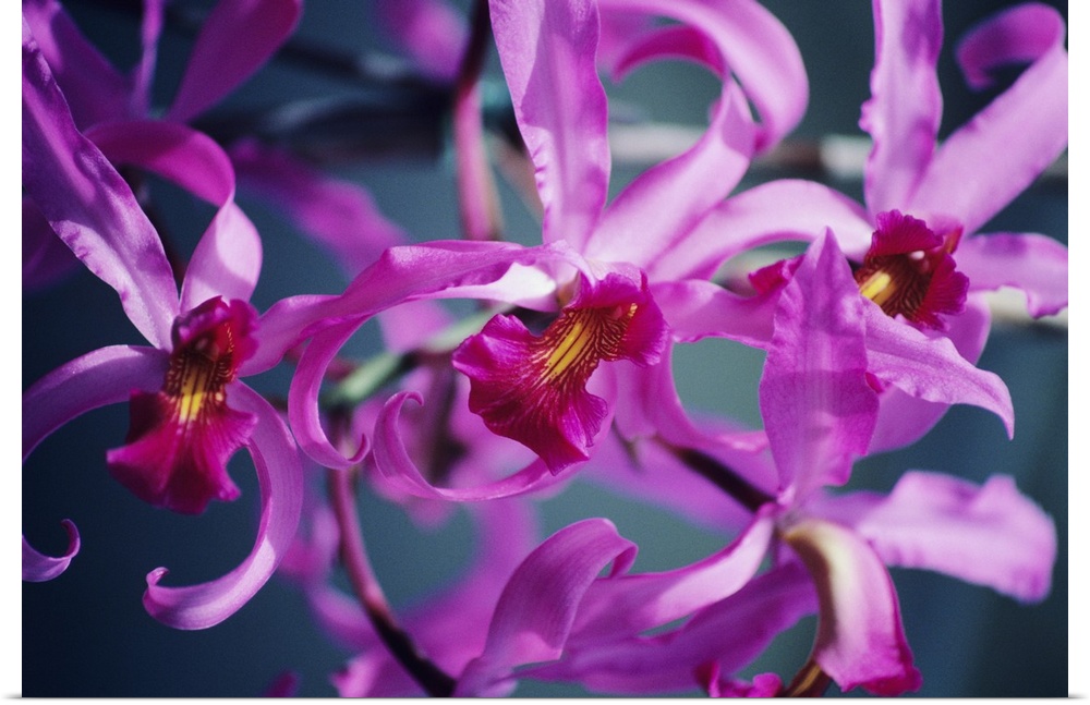 Poster Print Wall Art entitled A cluster of pink cattleya orchids eBay