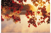 Autumn Leaves, New England, USA