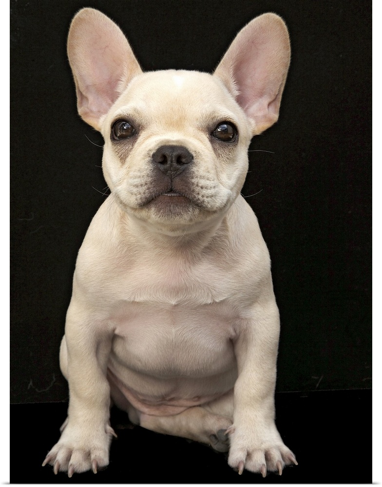 french bulldog puppies for sale cheap