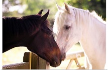 Dark bay and gray horse sniffing each other.