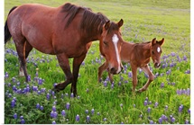 Horse on bluebonnet trail near Ennis, TX.