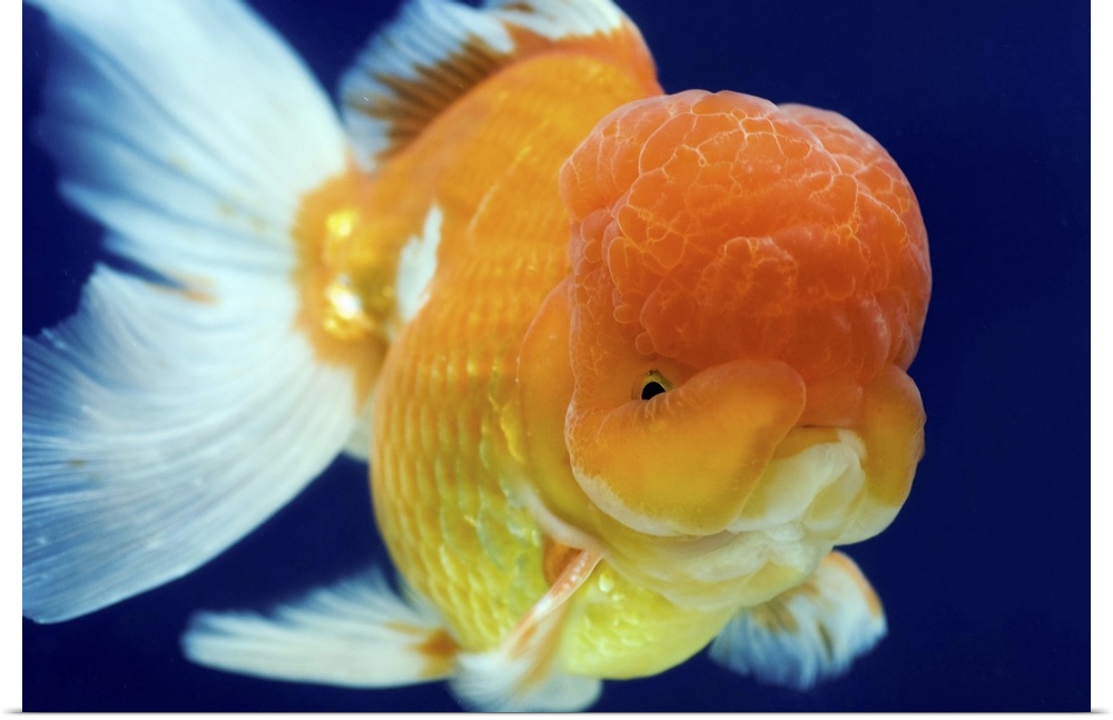 Poster Print Wall Art entitled Lion Head oranda goldfish
