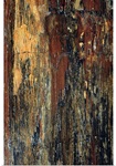Petrified wood