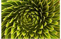 The rosette of a Lobelia deckenii found on Mount Kilimanjaro