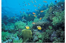 Tropical fish swimming over reef
