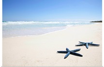 Two blue starfish at water's edge on tropical beach, Riviera Maya