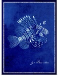 Marine Collection IV - Lionfish