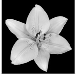 Asiatic Lily