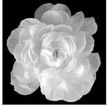 Ranunculus