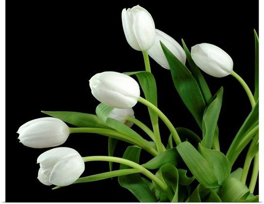 White Tulip 4